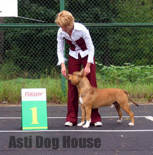 Asti Dog House Chester Cheetos