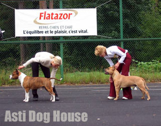Asti Dog House Zigfrid Rivs ()