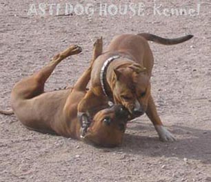 Asti Dog House Chester Chutos and Rus Olimpius Filadelphiya