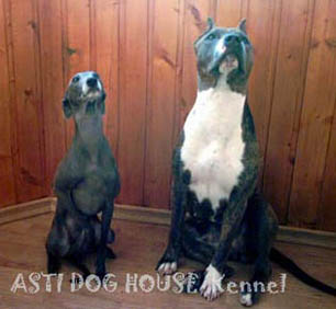 Asti Dog House Tsefesta Finbar Feaury with friend