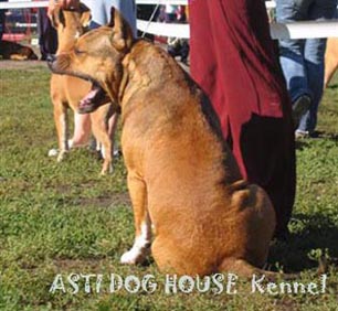 Asti Dog House Chester Chutos  on International Show "Russia-2004"
